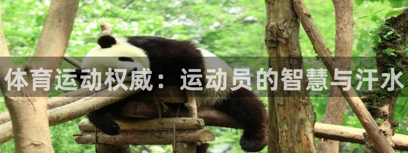 球速体育：体育运动权威：运动员的智慧与汗水